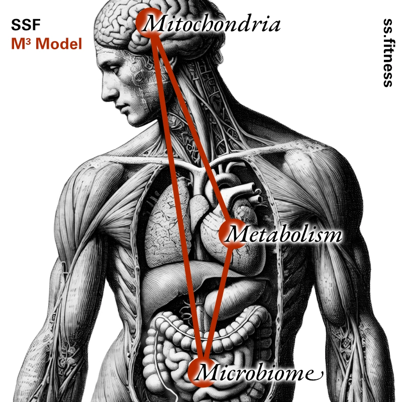 SSF M³ Model